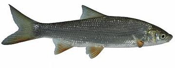 Копченая рыба при атеросклерозе